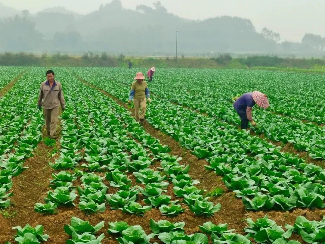 科学施肥让卷心菜又大又紧不是梦（附视频讲解）