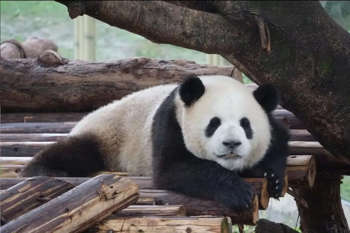 大熊猫百科视频介绍，大熊猫为什么只有中国有