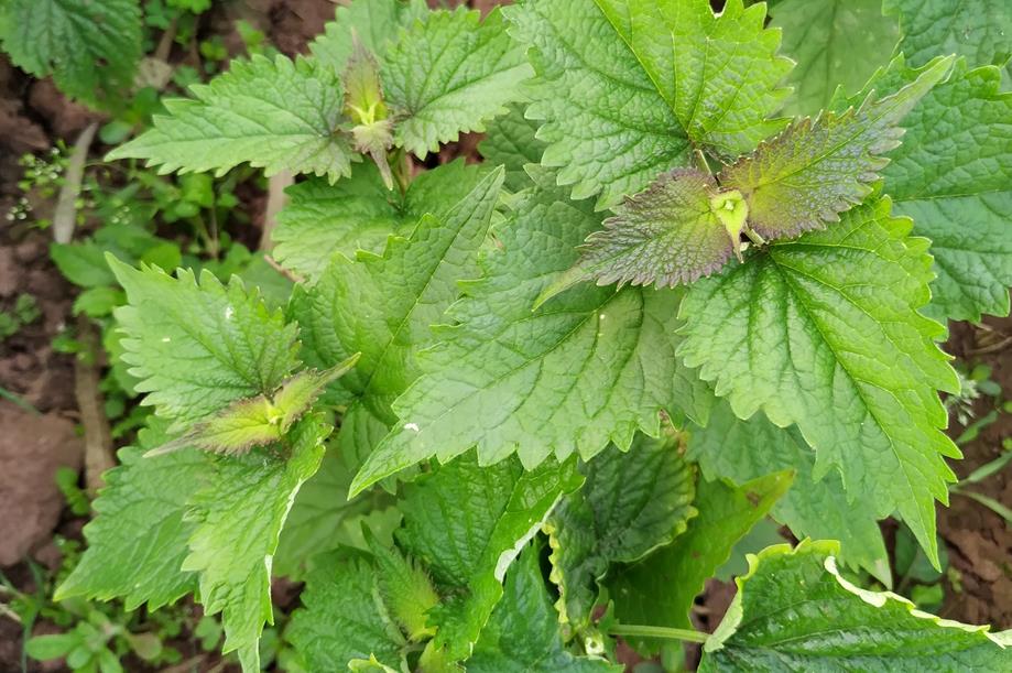 藿香一物多用，从药用、驱蚊到美白的多种神奇用途介绍