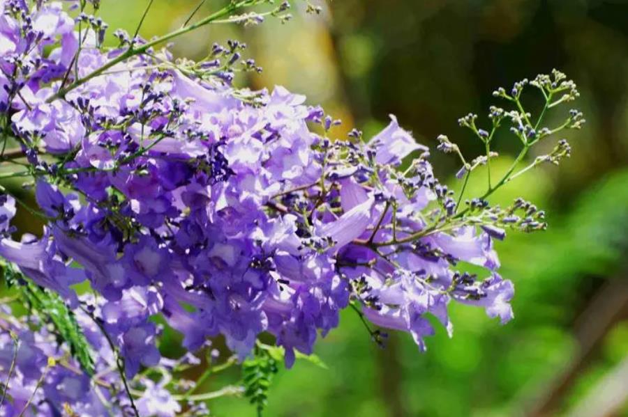 蓝花楹-城市绿化新宠，生态与文化的双重使者