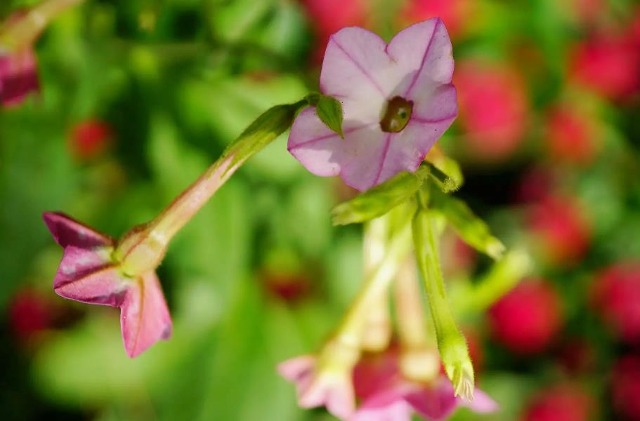 花烟草的生长习性与种植区域分布概览