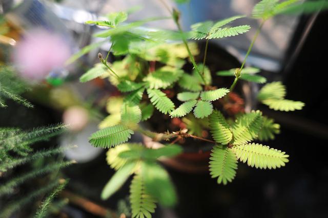 四季不停变换的含羞草是常绿植物还是落叶植物？