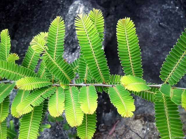 四季不停变换的含羞草是常绿植物还是落叶植物？