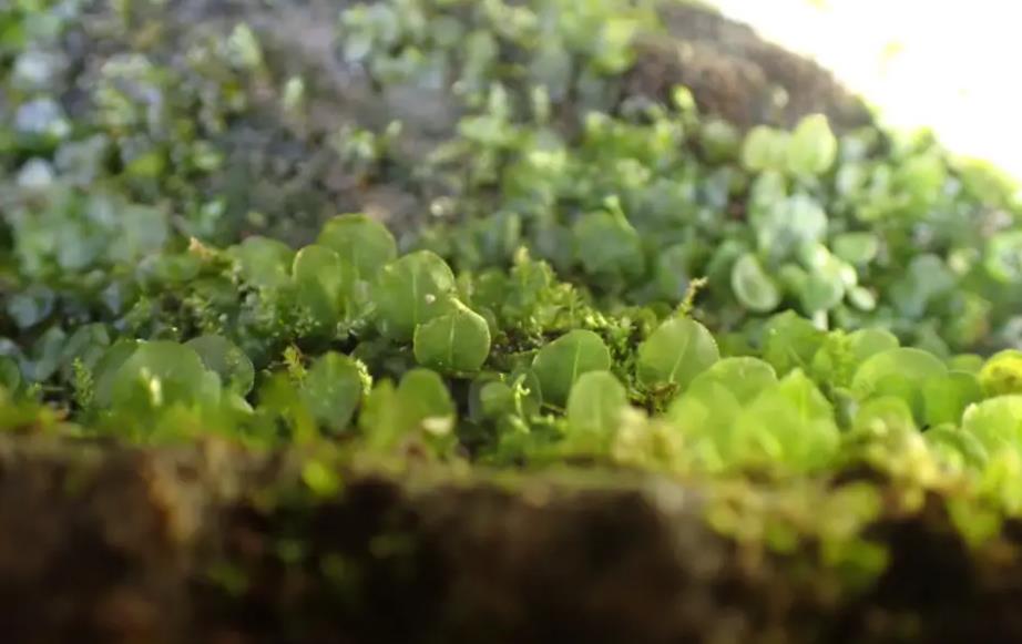 单月苔：微小而奇妙的绿色精灵植物