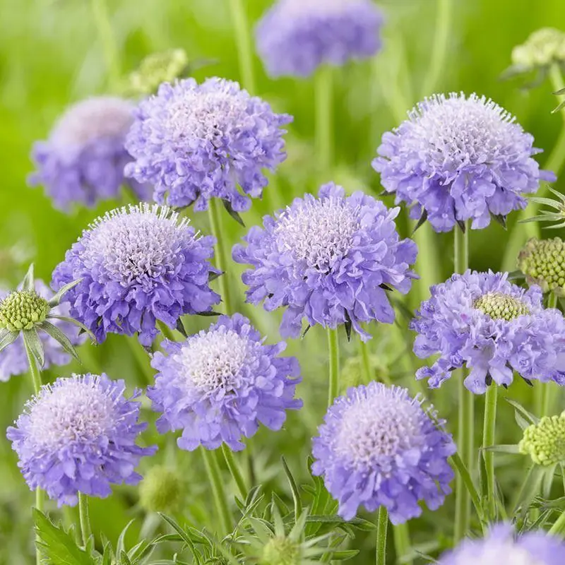 蓝盆花长什么样，养护技巧助您打造蓝色花海