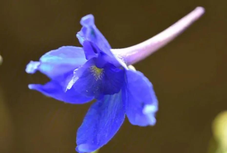 矮翠雀花是什么植物，适合室内养殖吗