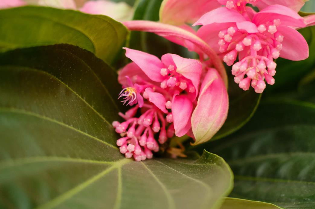 宝莲花的花语-吉祥、美好与圣洁的象征寓意