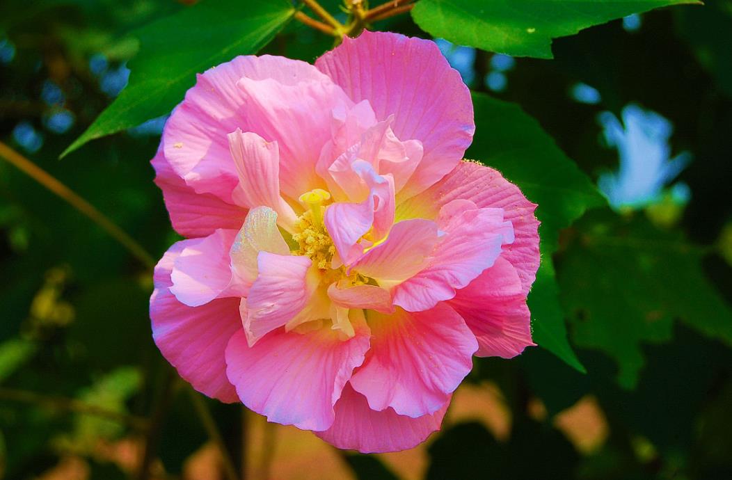 五大芙蓉花品种介绍，带你领略花卉之美