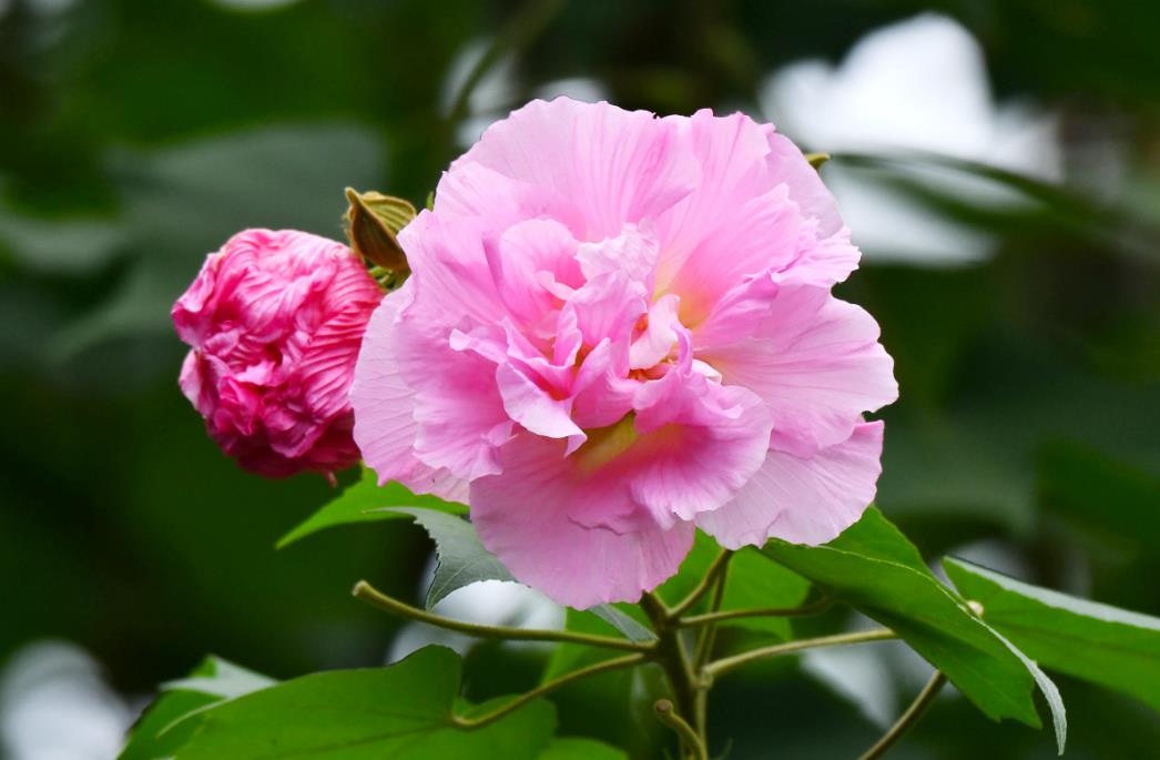 五大芙蓉花品种介绍，带你领略花卉之美