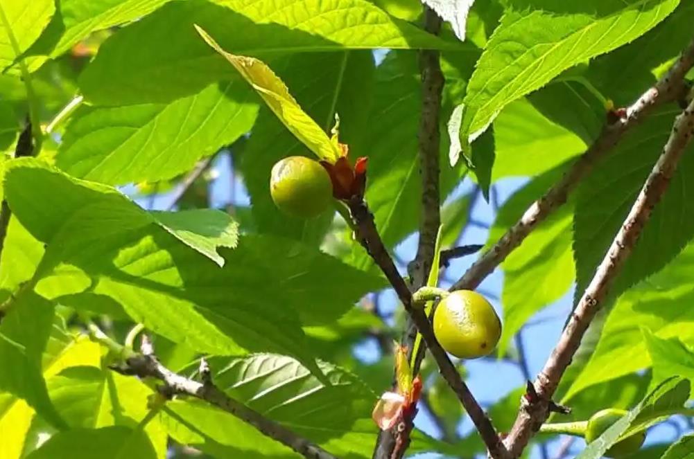 樱花树开花后会结果实吗