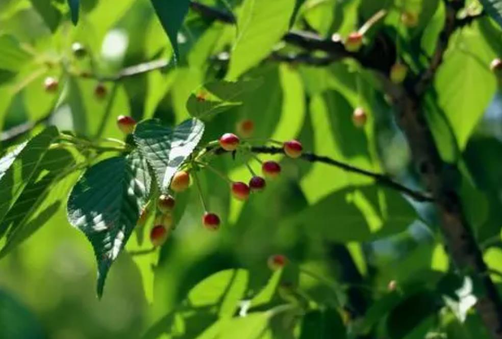 樱花树开花后会结果实吗