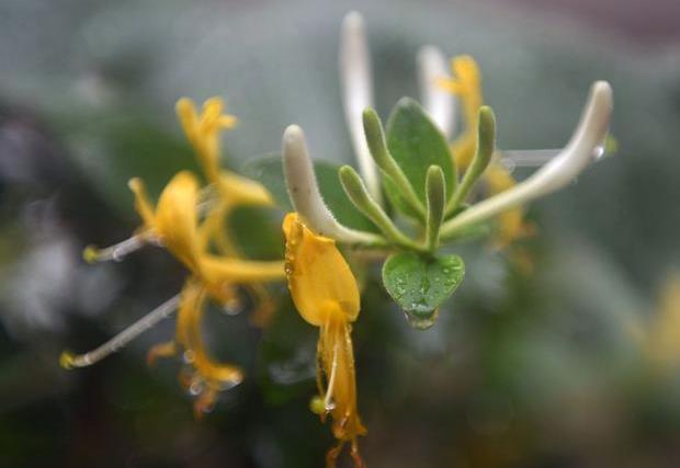 金银花是木本还是草本植物，它能长多大多高