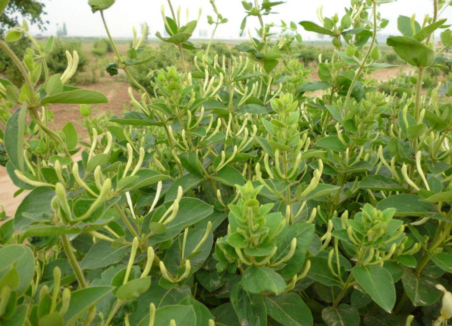 金银花是木本还是草本植物，它能长多大多高