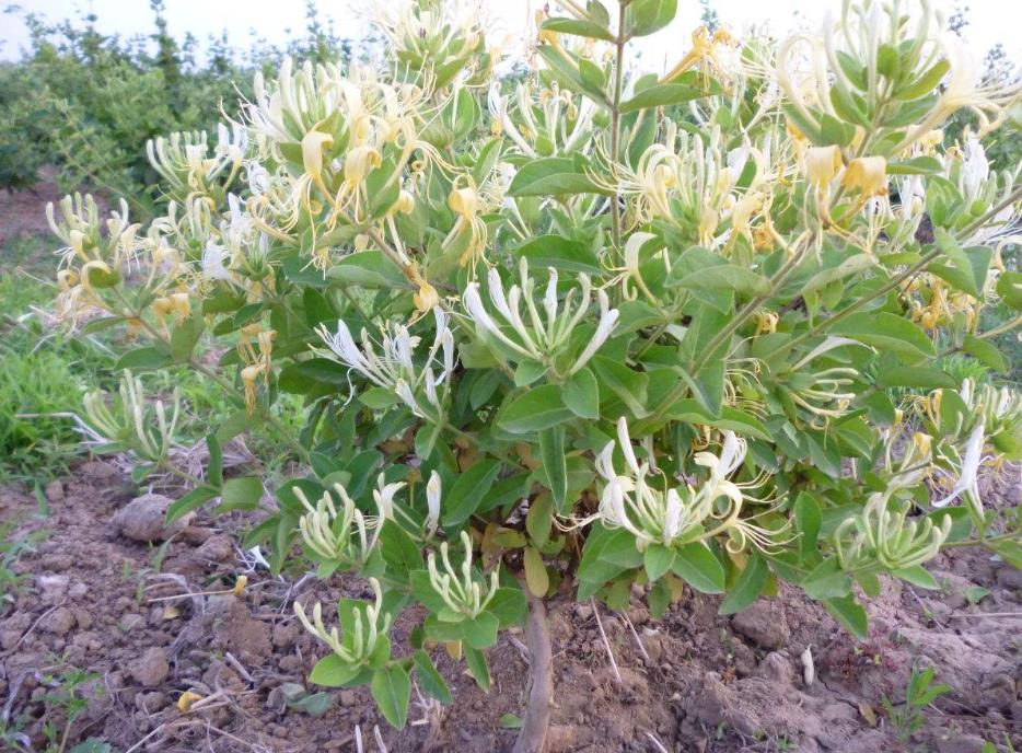 金银花是木本还是草本植物，它能长多大多高