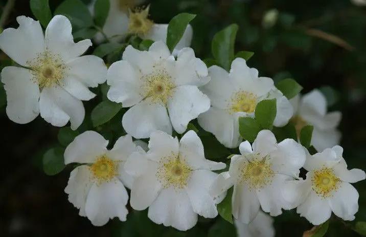 金樱子开花有香味吗，它吸引蜜蜂吗