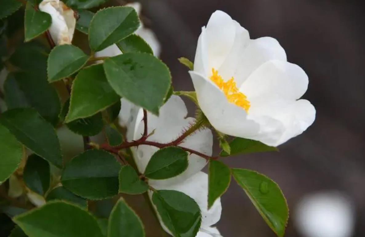 金樱子开花有香味吗，它吸引蜜蜂吗