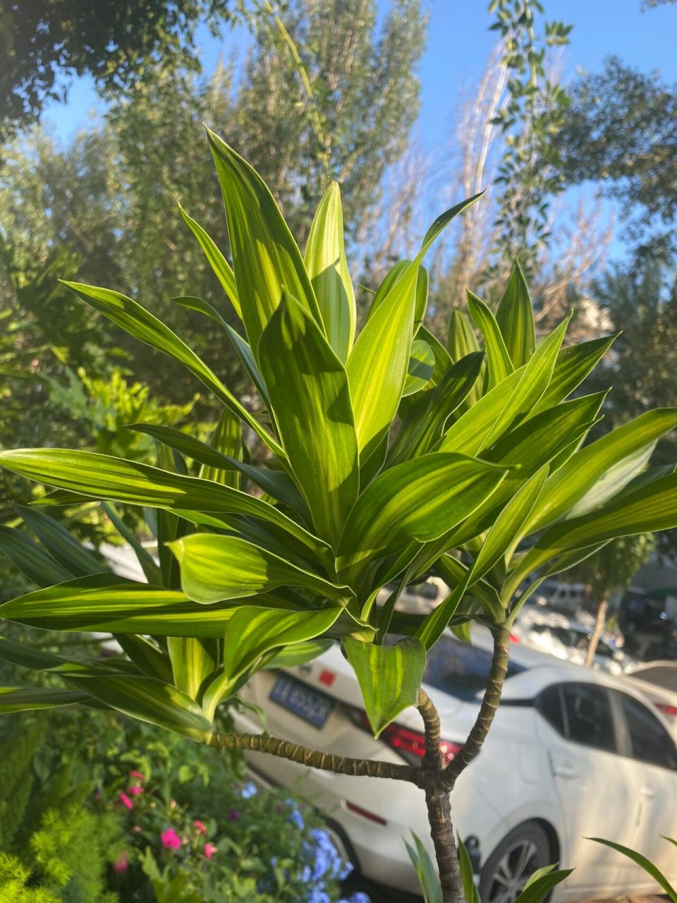 百合竹的花语和象征意义，和谐吉祥的绿色使者