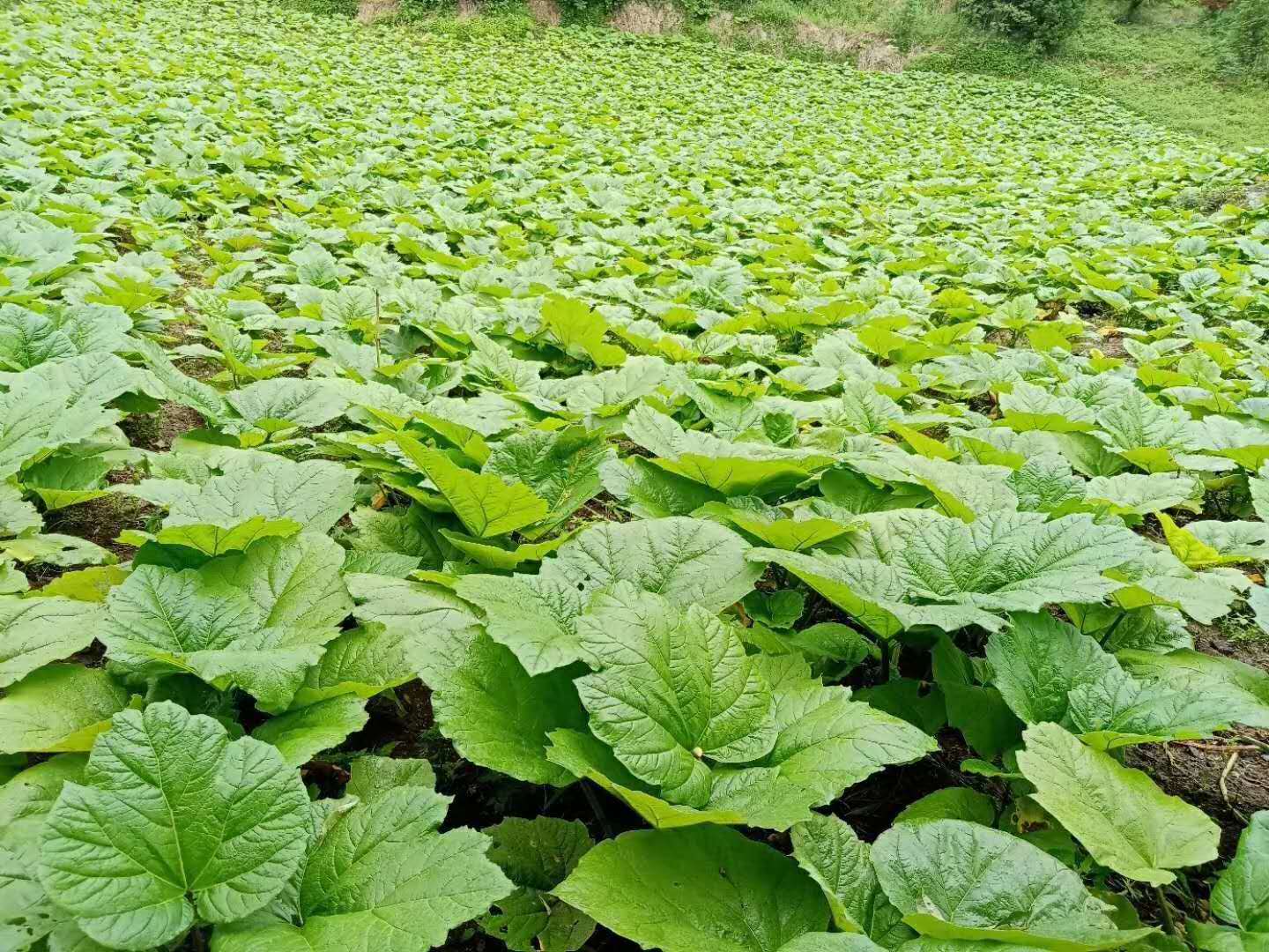 大黄的药用价值与人工种植技术指南