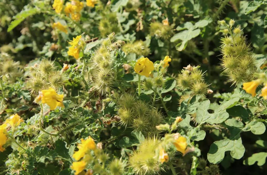 入侵性植物刺萼龙葵的特点、生长习性及危害