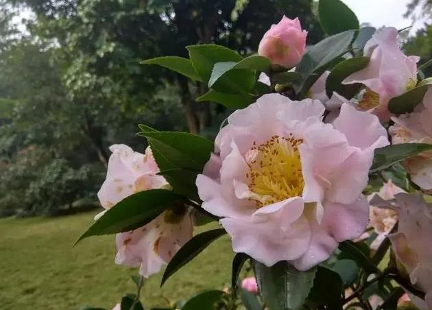 冬季花卉之星-茶花的香味、特点与价值