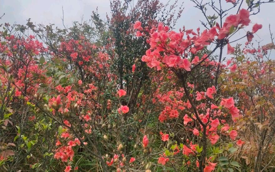 野外杜鹃花生长环境与特点，从高山到河谷多彩之旅