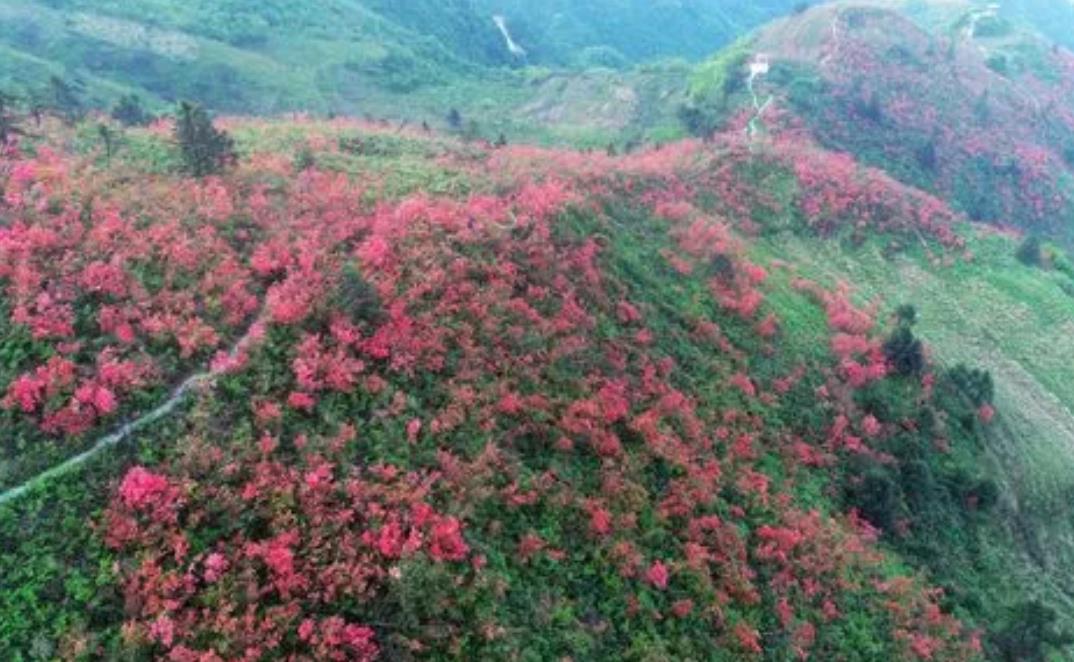 野外杜鹃花生长环境与特点，从高山到河谷多彩之旅