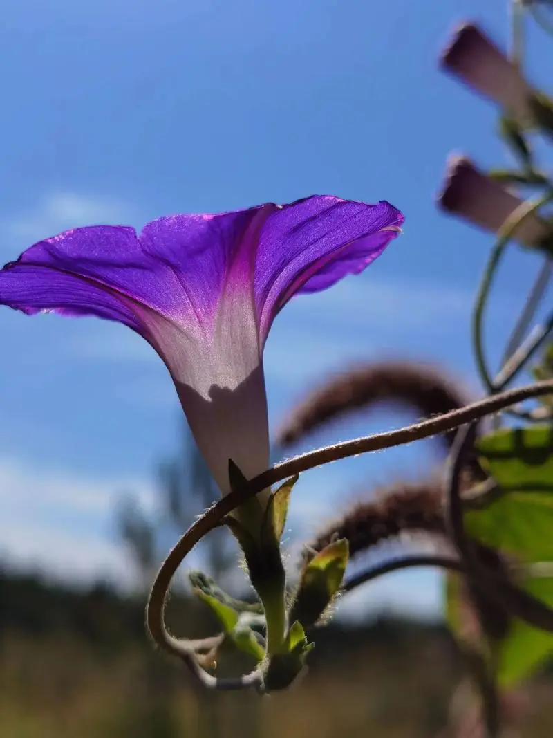 圆叶牵牛-外来入侵植物的生态威胁与防治策略