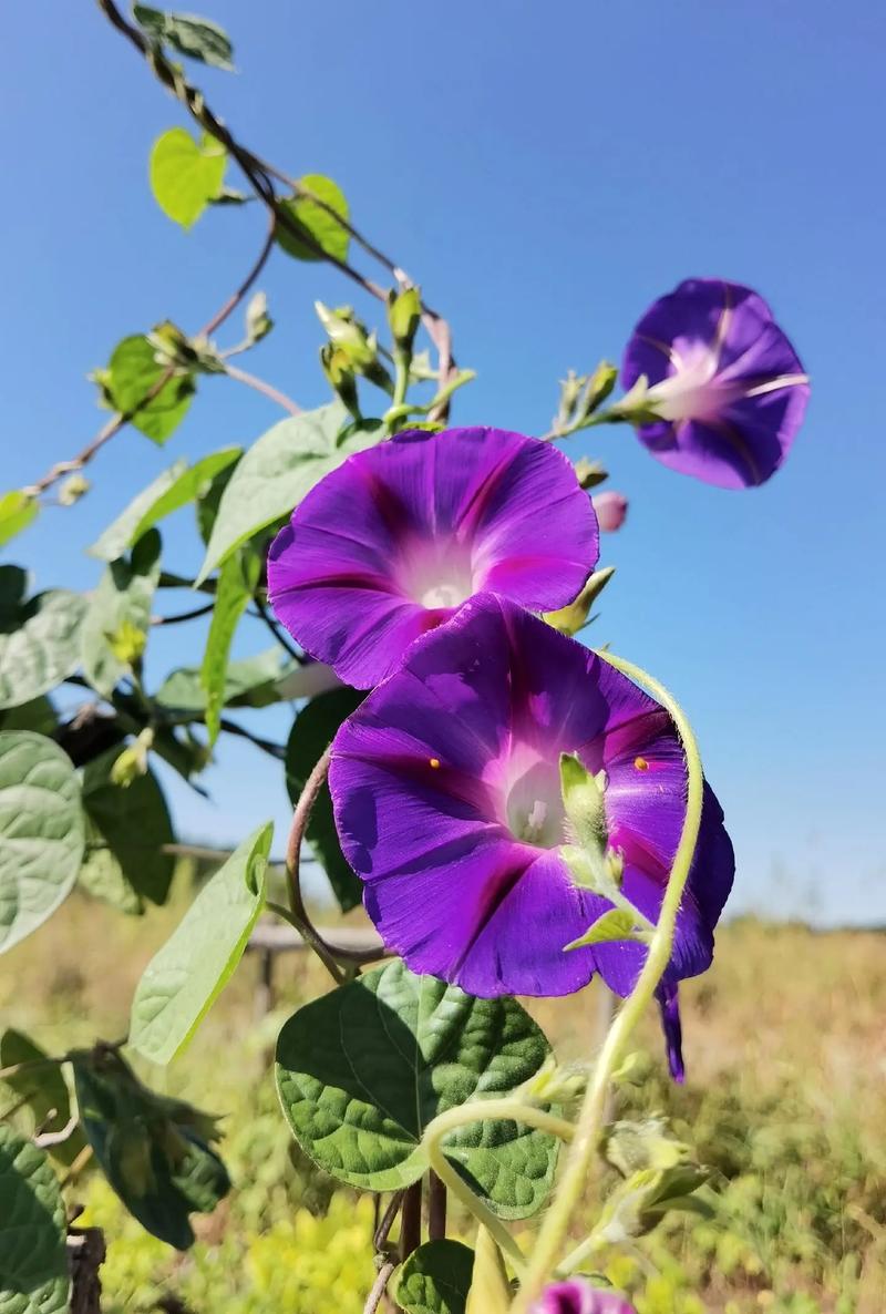 圆叶牵牛-外来入侵植物的生态威胁与防治策略