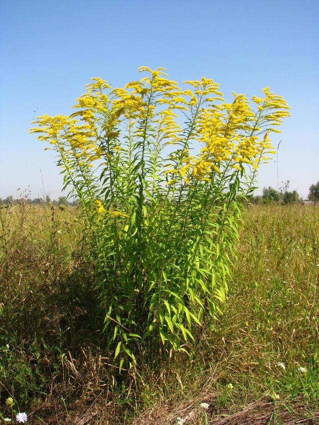 加拿大一枝黄花权威视频科普，药用价值与生态危害介绍