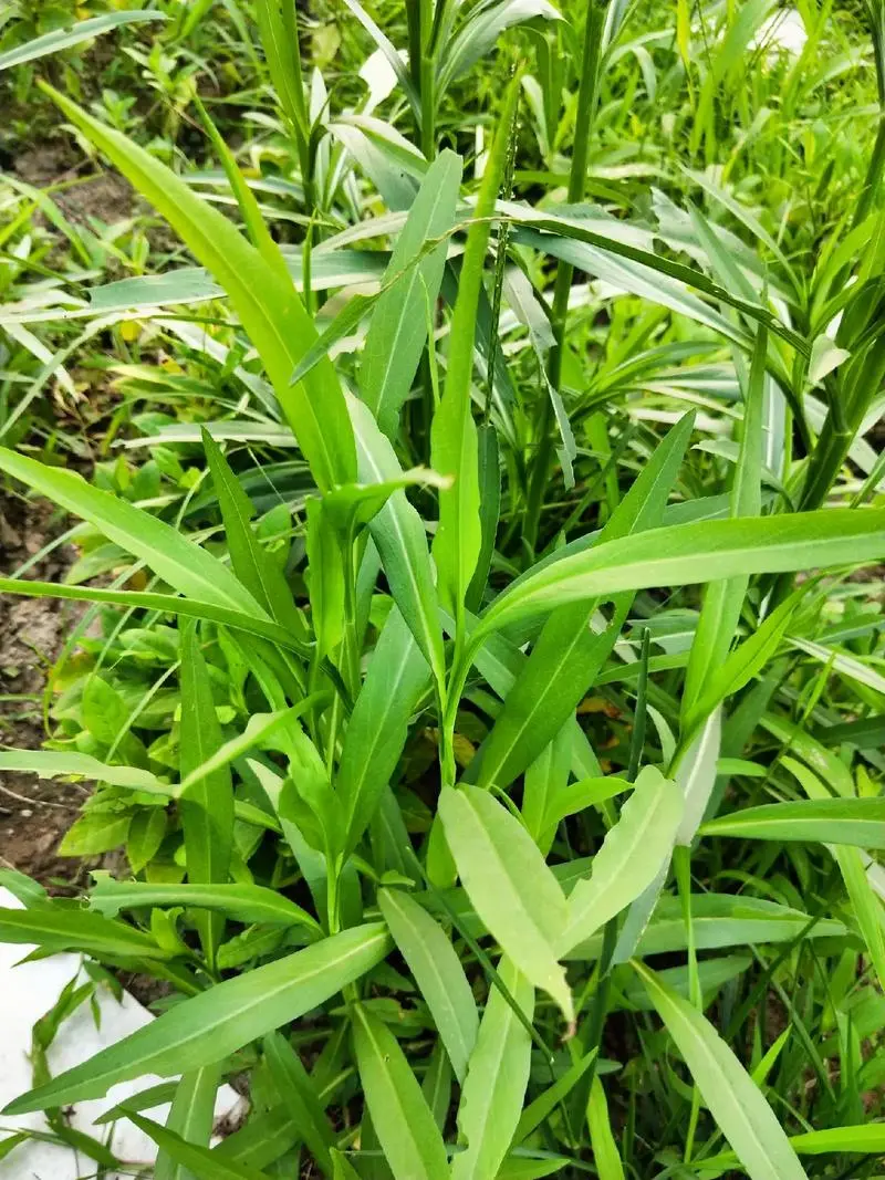 钻叶紫菀-菊科植物中的‘生态战士’与特点价值