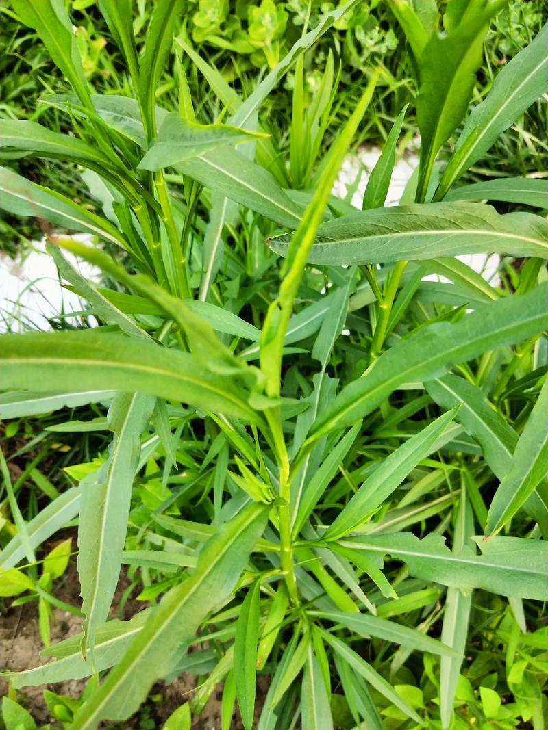 钻叶紫菀-菊科植物中的‘生态战士’与特点价值