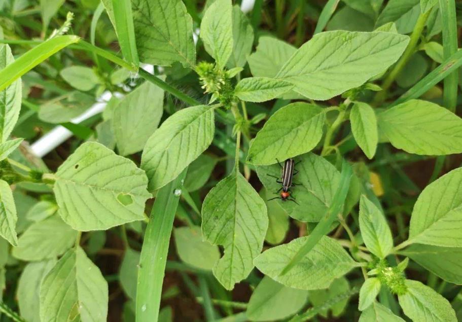 长芒苋-入侵植物界的‘草霸’，特征与危害详解