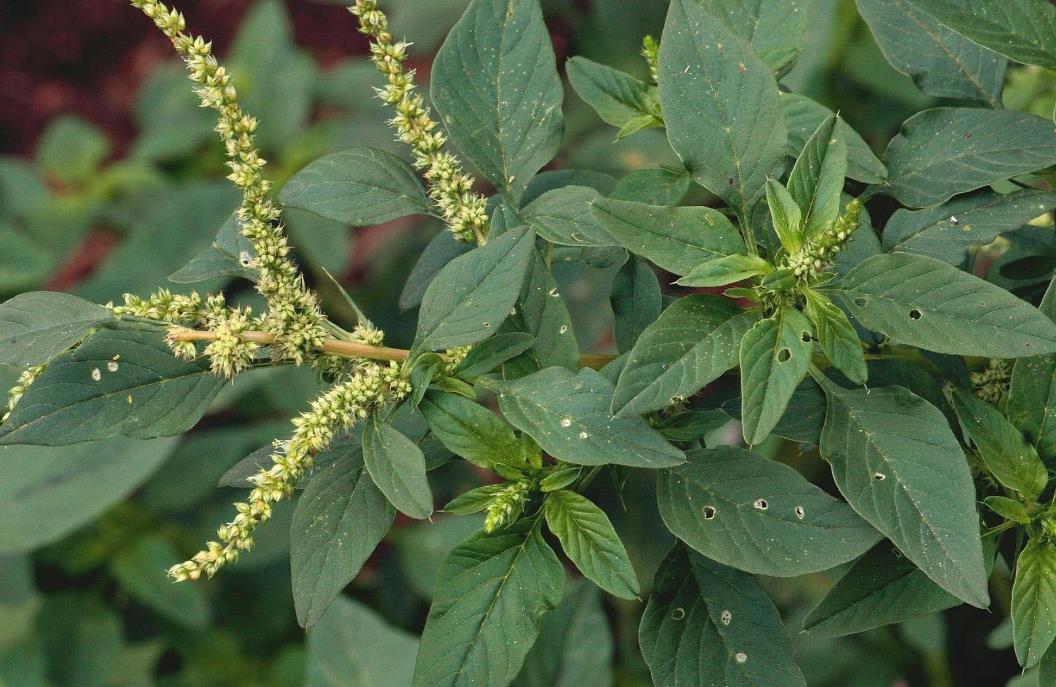 长芒苋-入侵植物界的‘草霸’，特征与危害详解