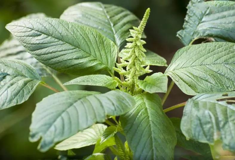 反枝苋-一年生草本植物的生长习性与潜在危害