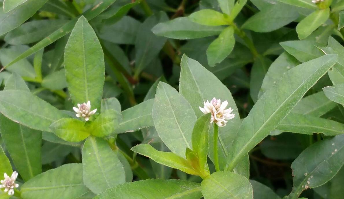 不可小觑的莲子草，药用、食用与生态价值介绍