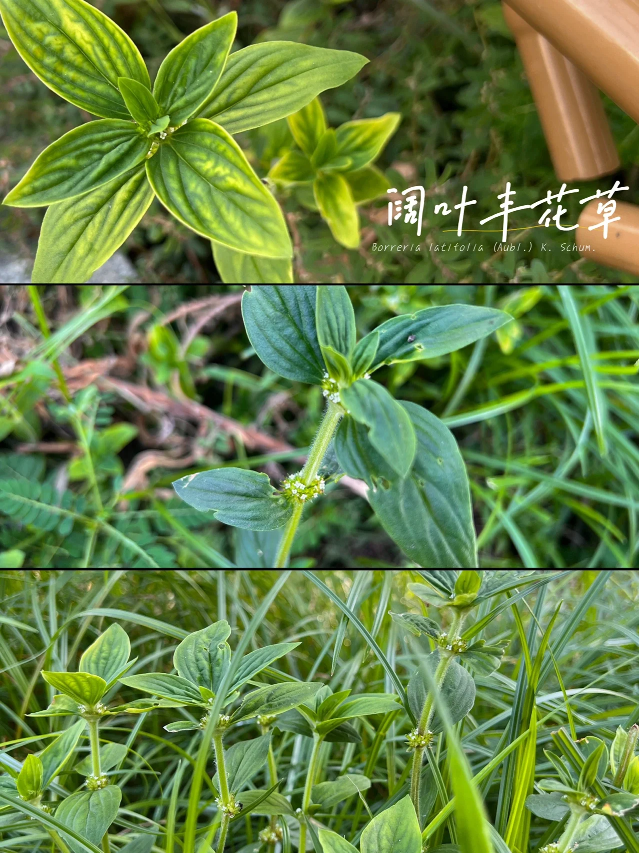 阔叶丰花草-用途广泛却潜藏危机的双面入侵植物