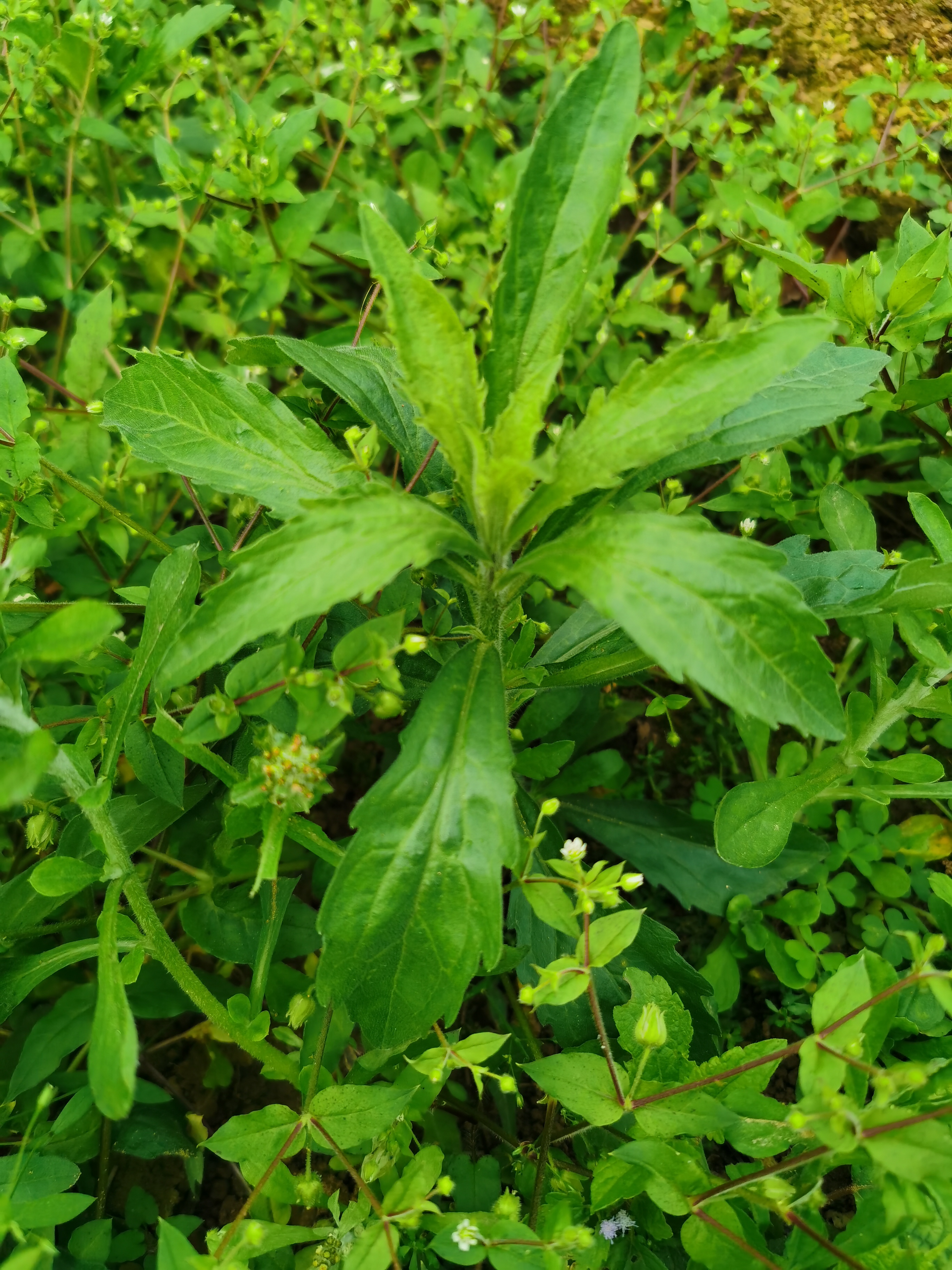 小蓬草是什么植物，有什么特点与用途