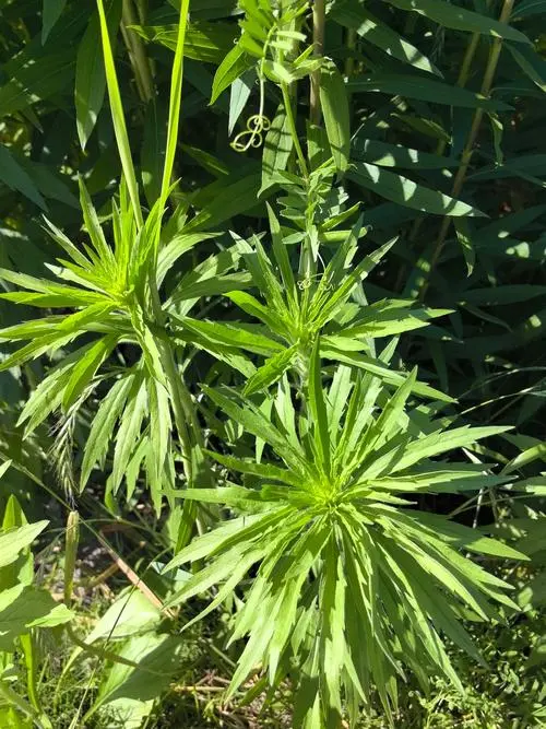 小蓬草是什么植物，有什么特点与用途