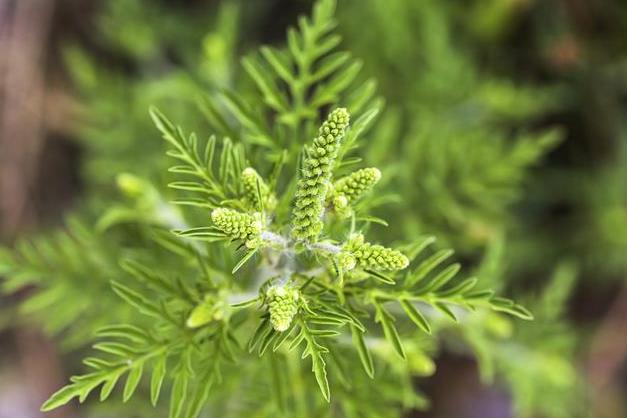 豚草是什么植物？解析这种外来入侵植物的危害与特点