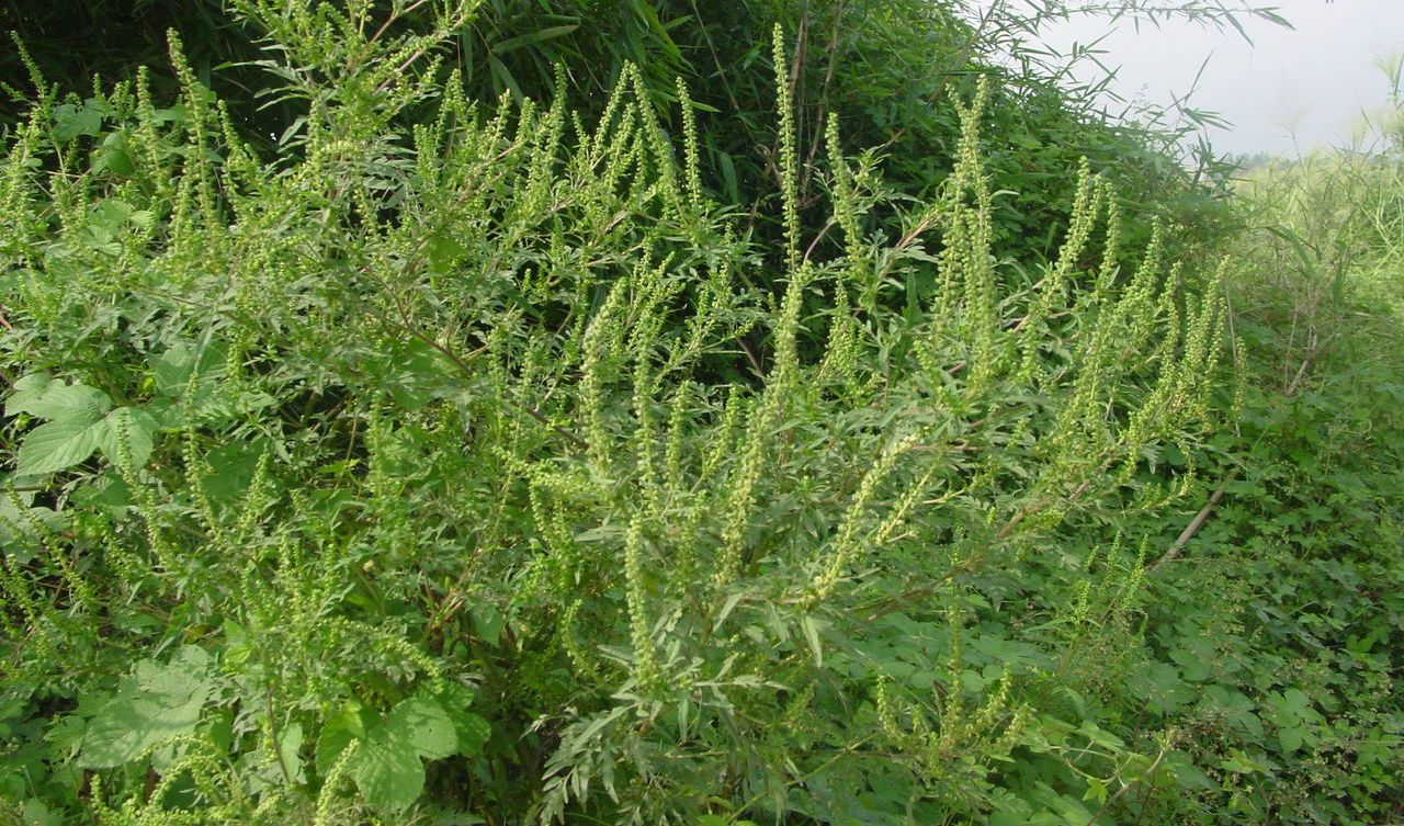 豚草是什么植物？解析这种外来入侵植物的危害与特点