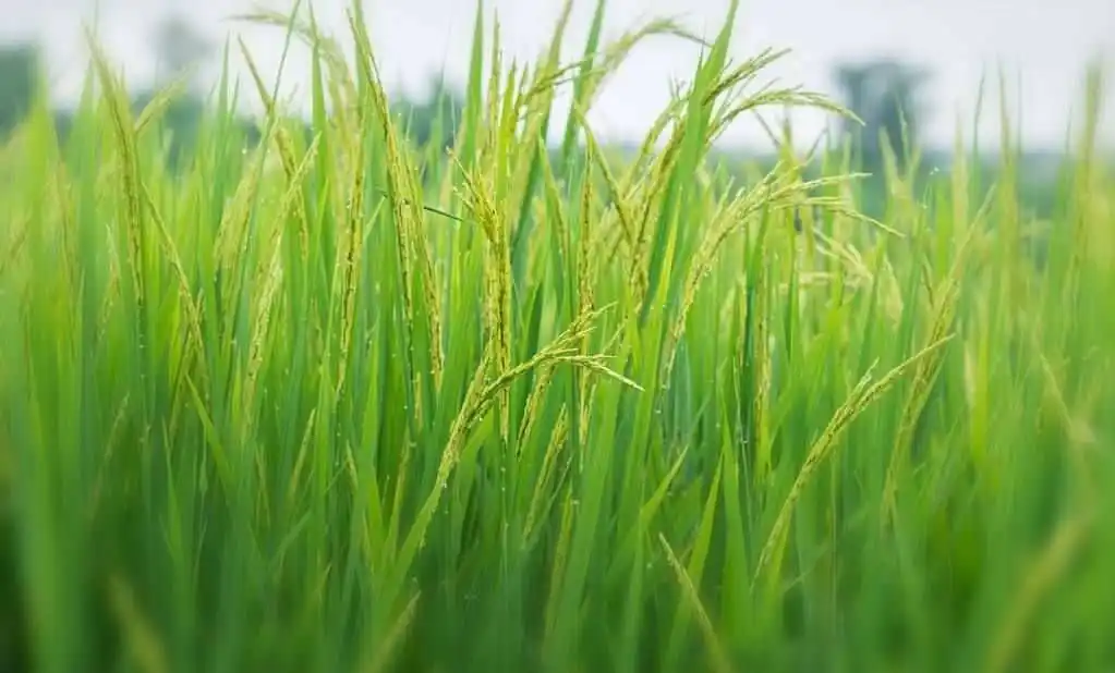 大米草是什么植物，有什么价值及危害