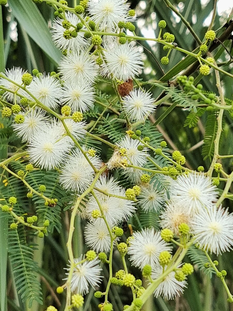 银合欢是什么植物，有什么特点和价值