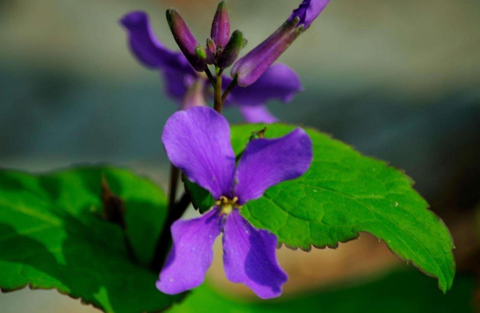 诸葛菜是什么花卉植物，会开花吗