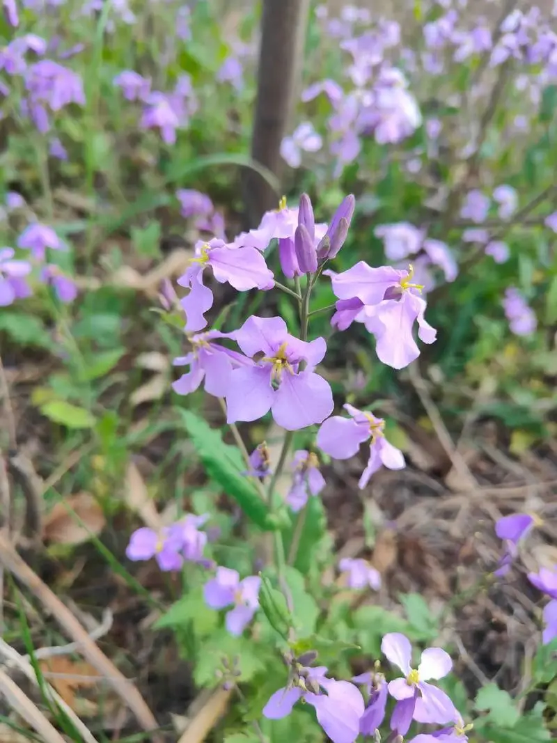 诸葛菜是什么花卉植物，会开花吗