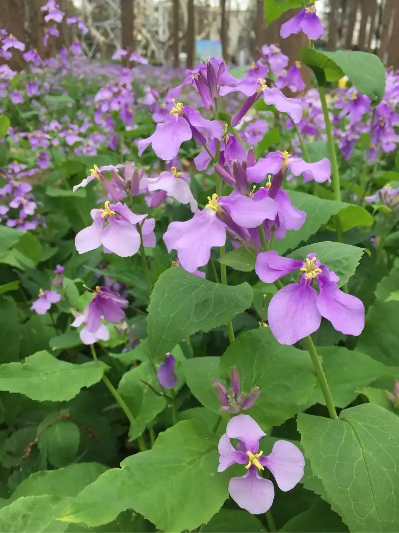 诸葛菜是什么花卉植物，会开花吗