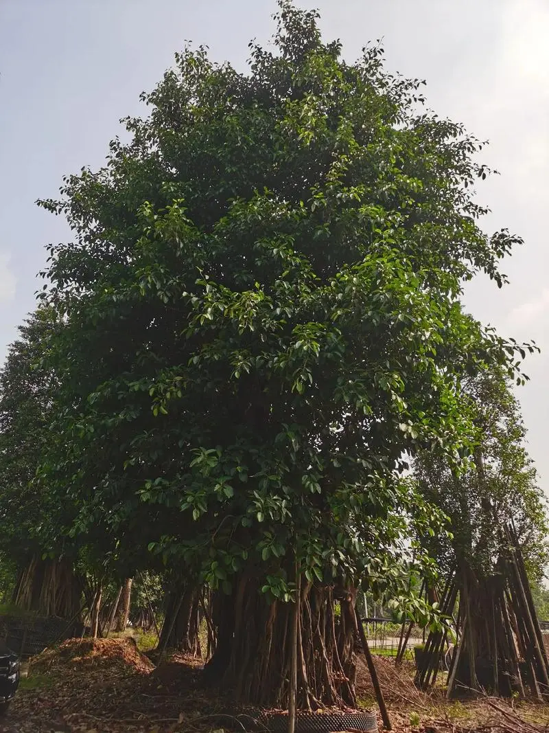 高山榕生长分布在哪些地方，有什么特点和价值