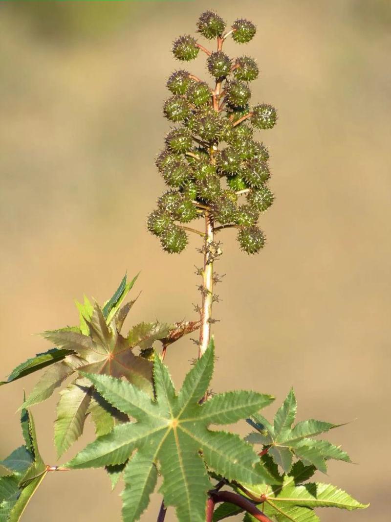 蓖麻是什么植物，生长环境和气候特点介绍