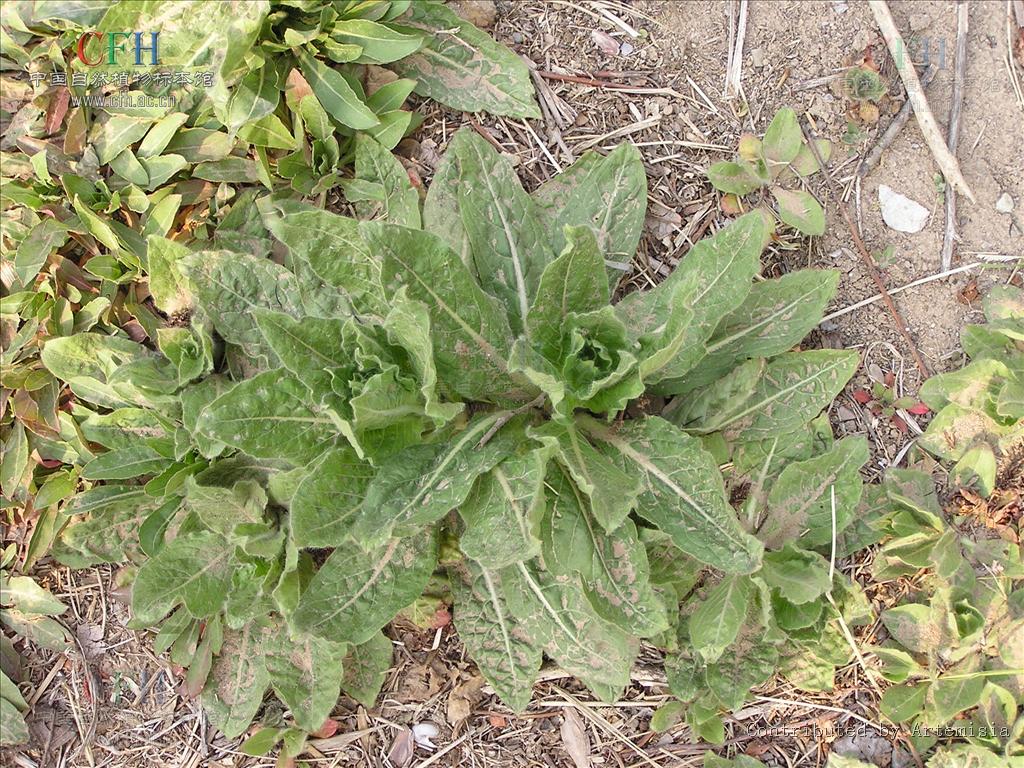 小花山桃草是什么植物，有什么价值与危害