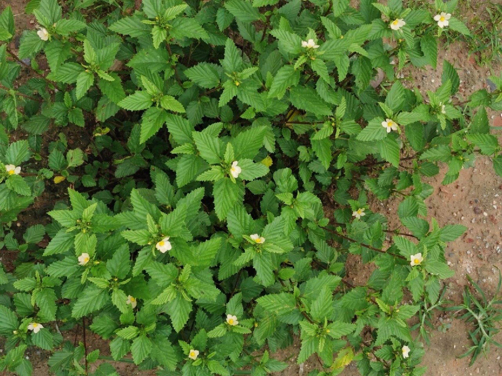 赛葵是什么植物，有什么作用和特征