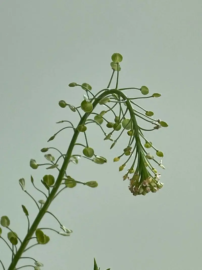 北美独行菜是入侵物种吗，有什么特点和危害